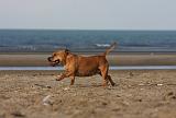 STAFFIE 252